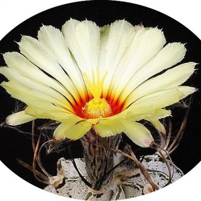 Astrophytum Capricornae Niveum