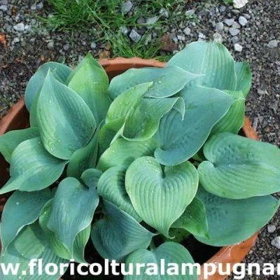 Hosta Fragrant Blue