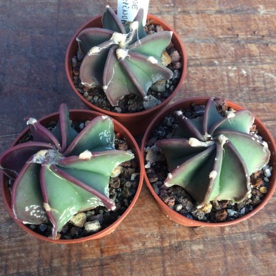 Astrophytum Crassispinum  