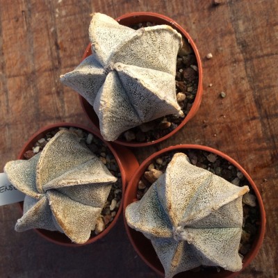 Astrophytum Coahuilense