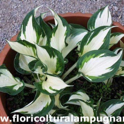 Hosta Fire and Ice, in vaso