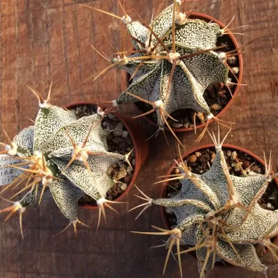 Astrophytum Ornatum mirbellii vista Hermosa