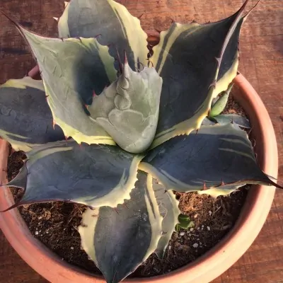 Agave Parrasana Variegata