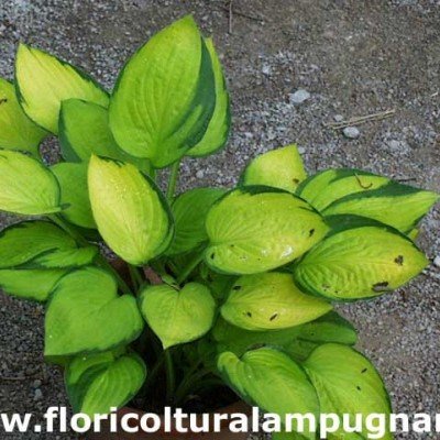 Hosta Janet