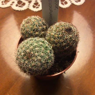 mammillaria pseudoalamensis