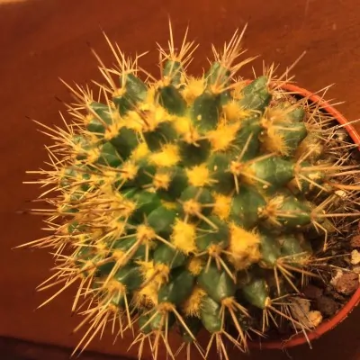 Mammillaria eichlamii lana d'oro