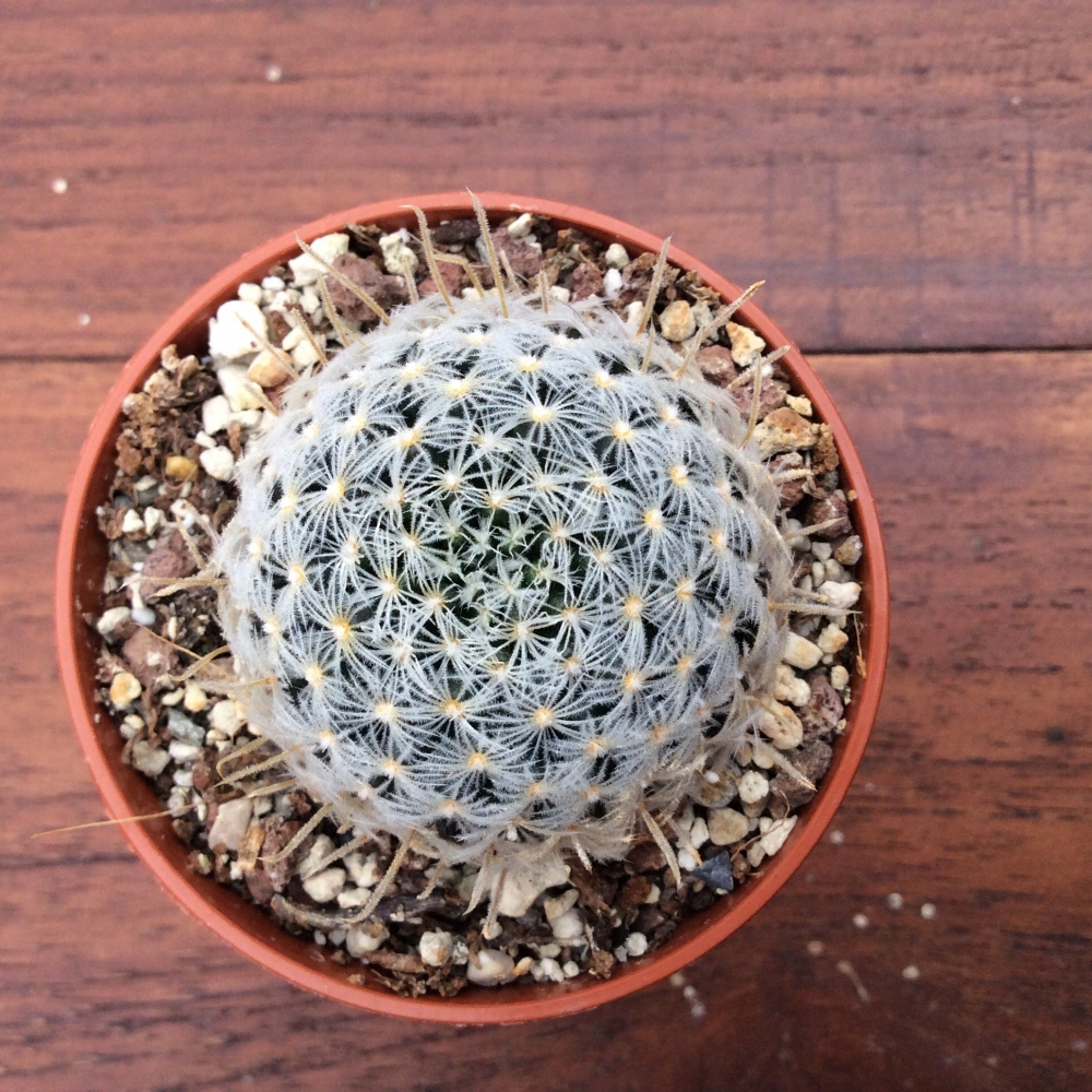 Mammillaria duwei guanaja