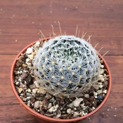 Mammillaria duwei guanaja