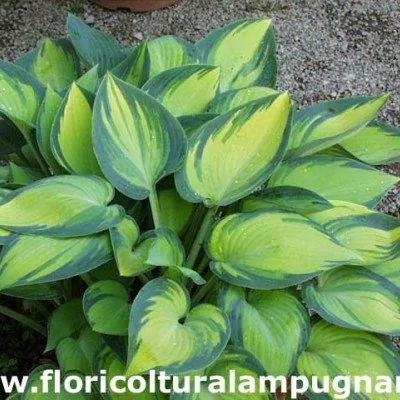 Hosta June