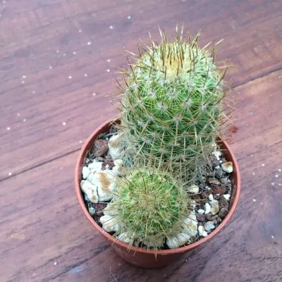 Mammillaria eriacantha l.1104 jalapa