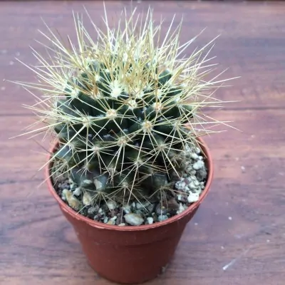 Mammillaria nivosa