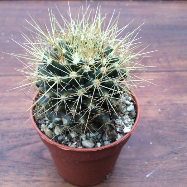 Mammillaria nivosa