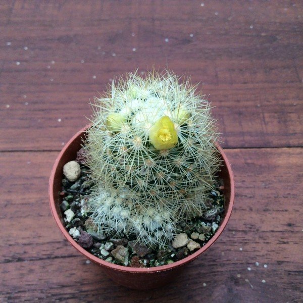 Mammillaria ml. 312 densispina la cienaga