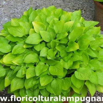 Hosta Feather Boa