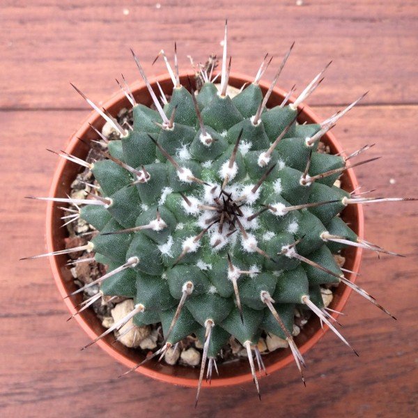 Mammillaria amajacensis puente de dios