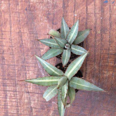 Agave Lophantha