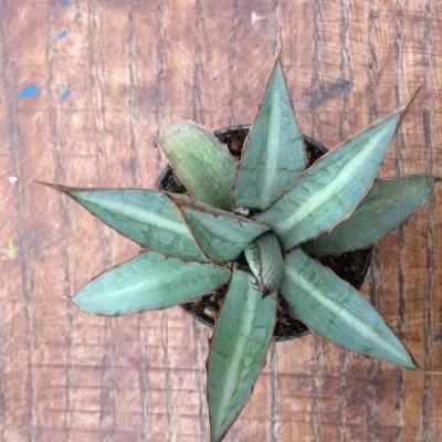 Agave Lophantha