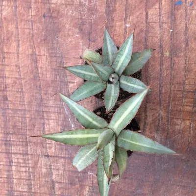 Agave Lophantha 