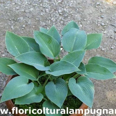 Hosta Canadian Blue