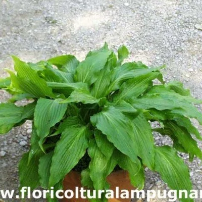 Hosta Green Fountain