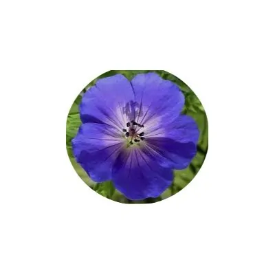 Geranium Rozanne