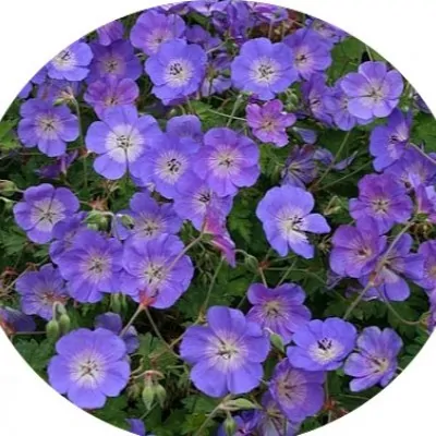 Geranium Rozanne