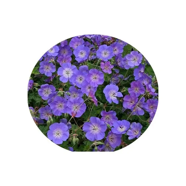 Geranium Rozanne