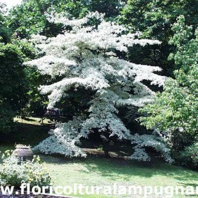 Cornus Cortroversa Brachypoda