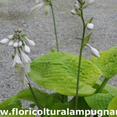 Hosta Golden Medallion