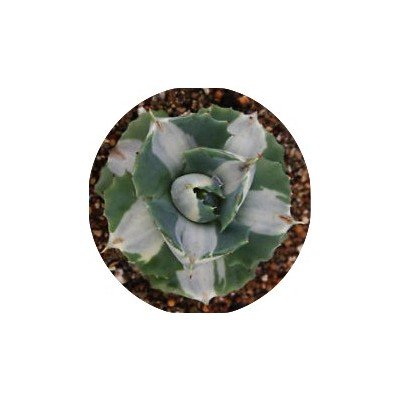 Agave isthmensis 'Ohi Raijin Shiro Nakafu