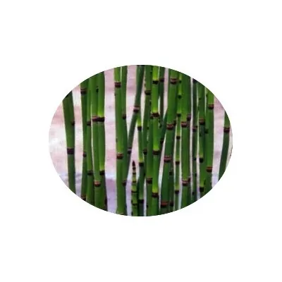 Equisetum Japonicum