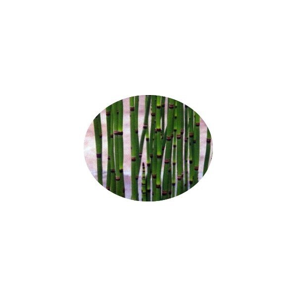 Equisetum Japonicum