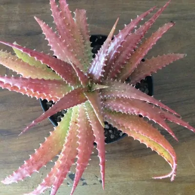 Aloe dorotheae