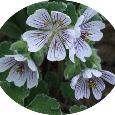 Geranium Renardii