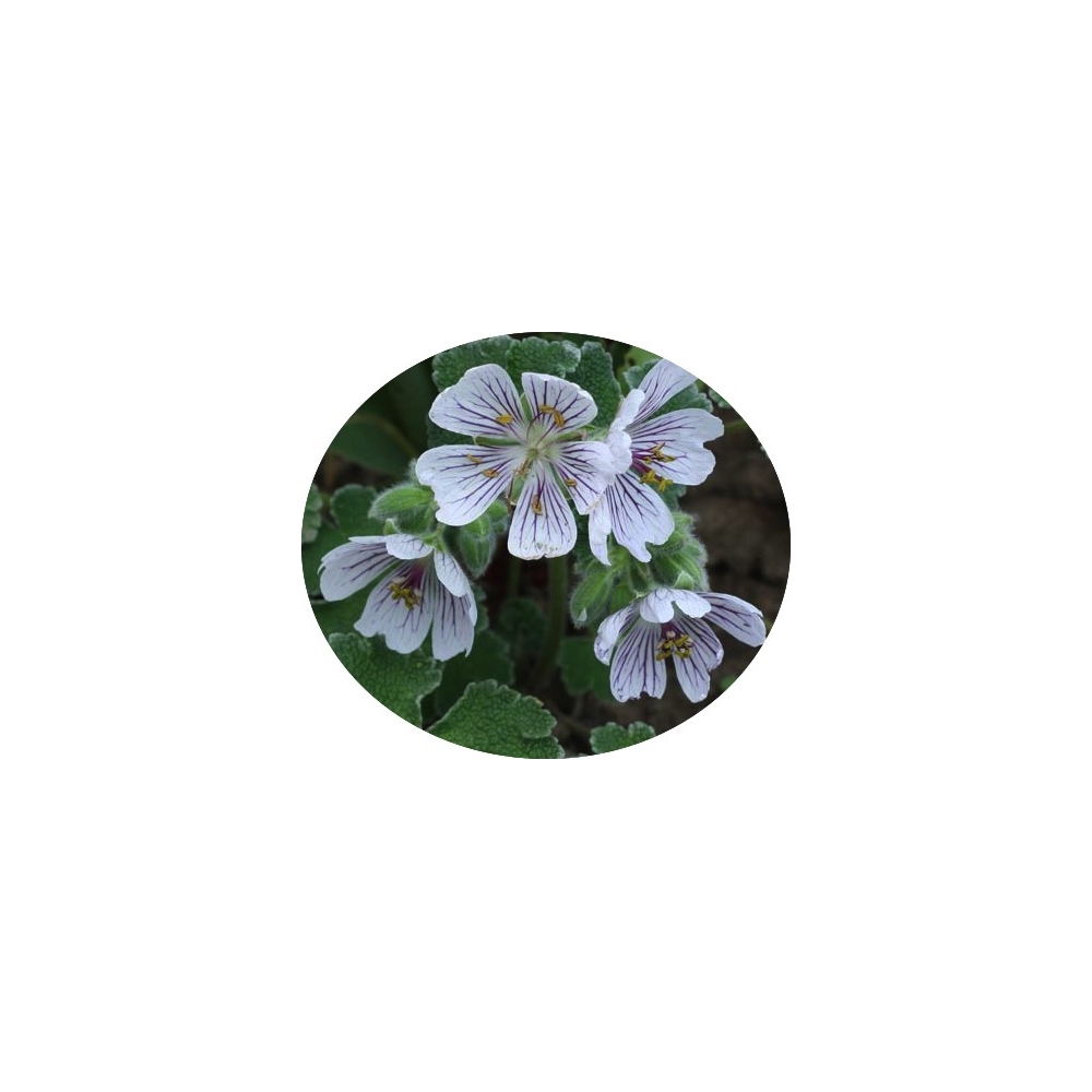 Geranium Renardii