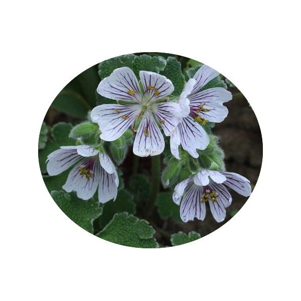 Geranium Renardii