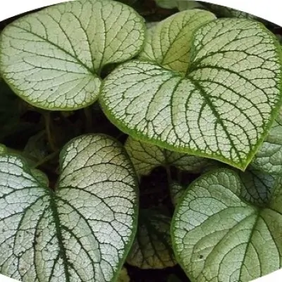 Brunnera  Macr. Silver Heart