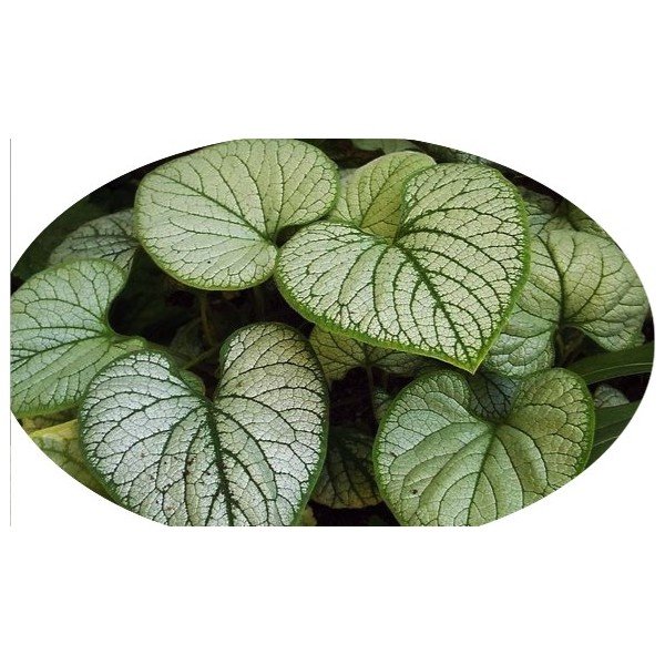 Brunnera  Macr. Silver Heart