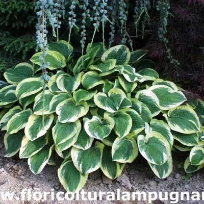 Hosta Christmas Tree