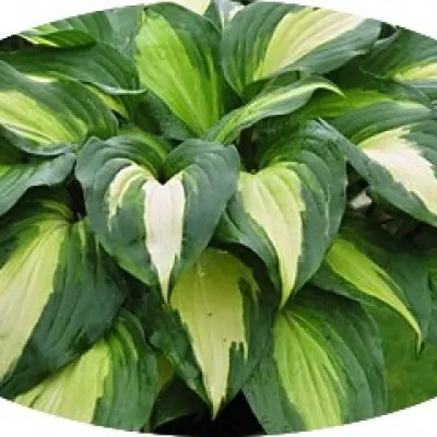 Hosta Raspberry Sundae