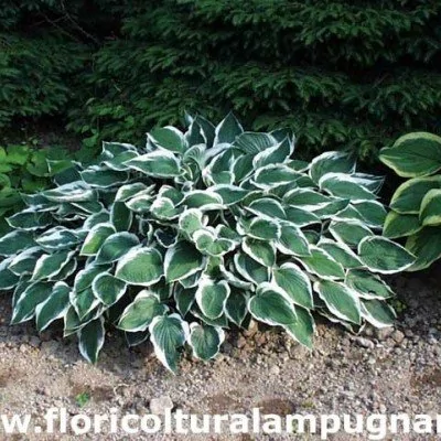 Hosta Lager White edec