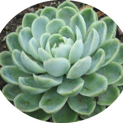 Echeveria Elegans