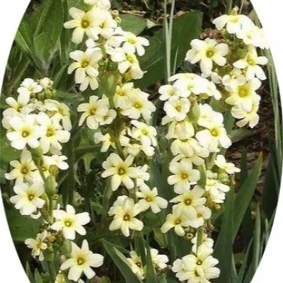 Sisyrinchium Striatum