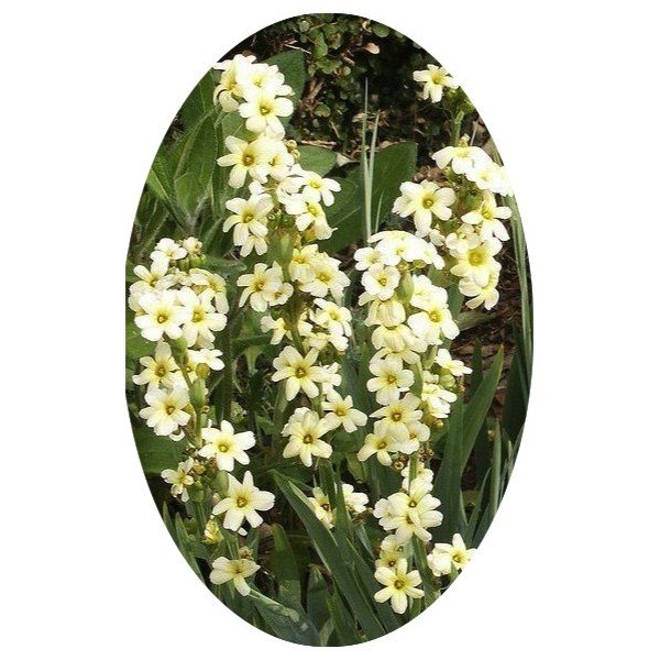 Sisyrinchium Striatum