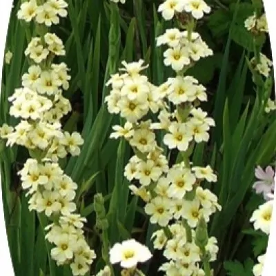 Sisyrinchium Striatum