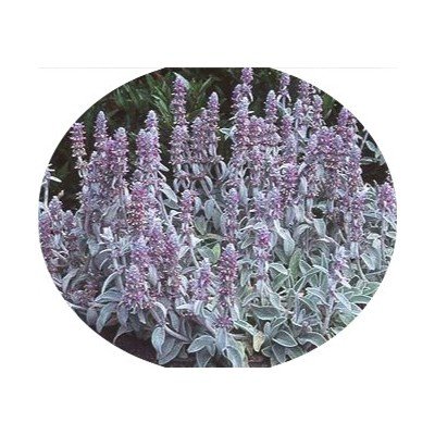 Stachys Byzantina