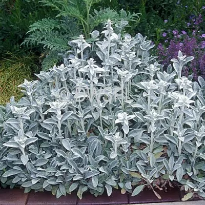 Stachys Byzantina