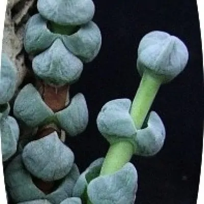 Crassula Plegmatoides