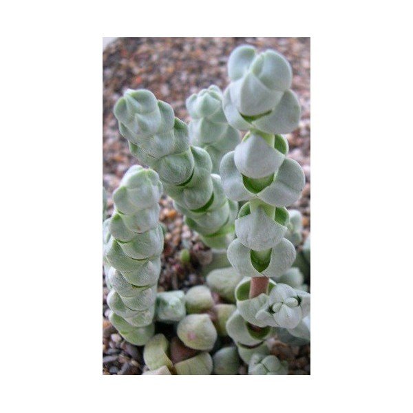 Crassula Plegmatoides