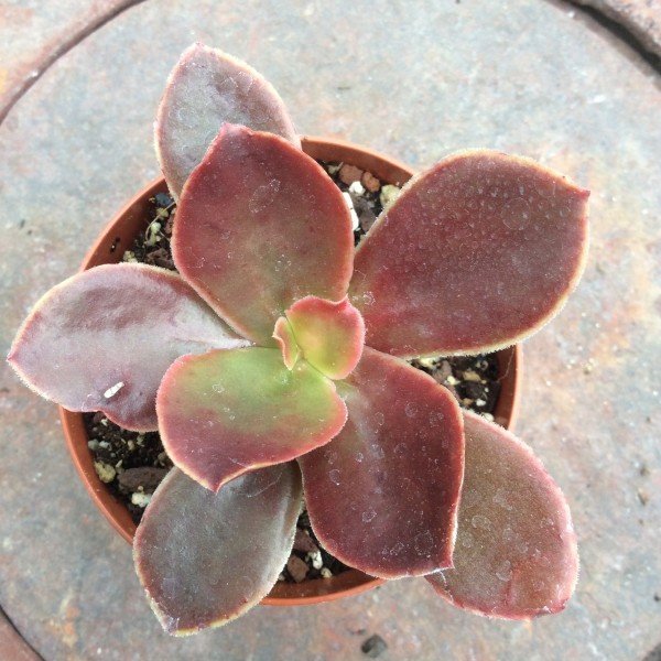 echeveria atropurpurea